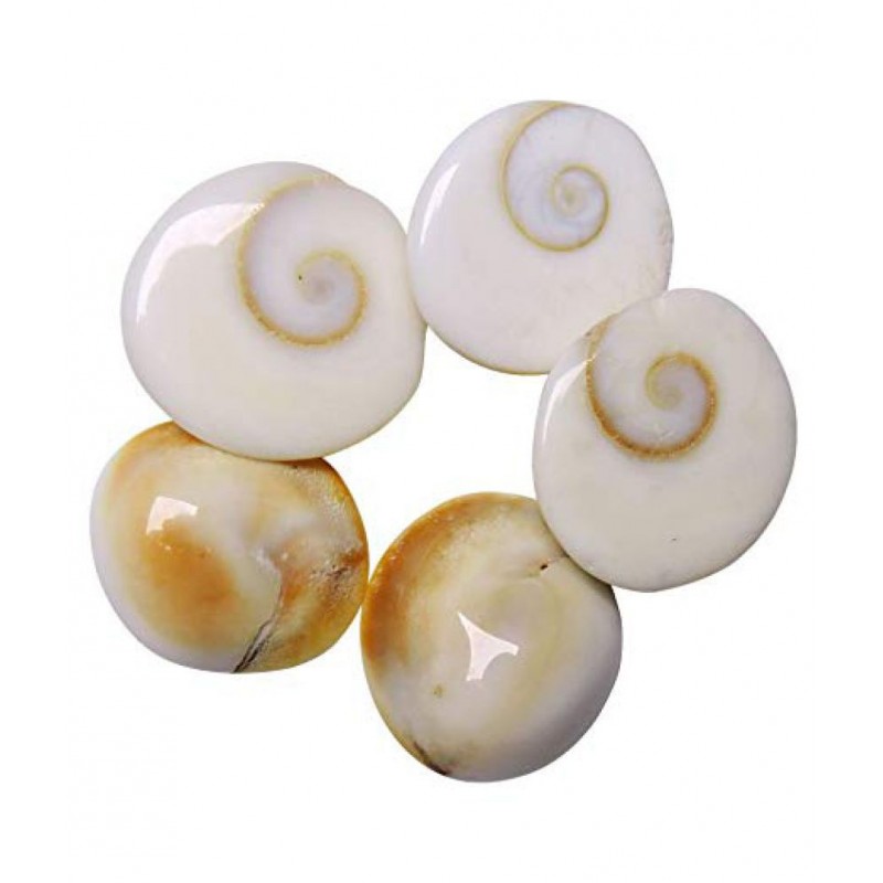 11 Piece Natural Rare Gomti Chakra