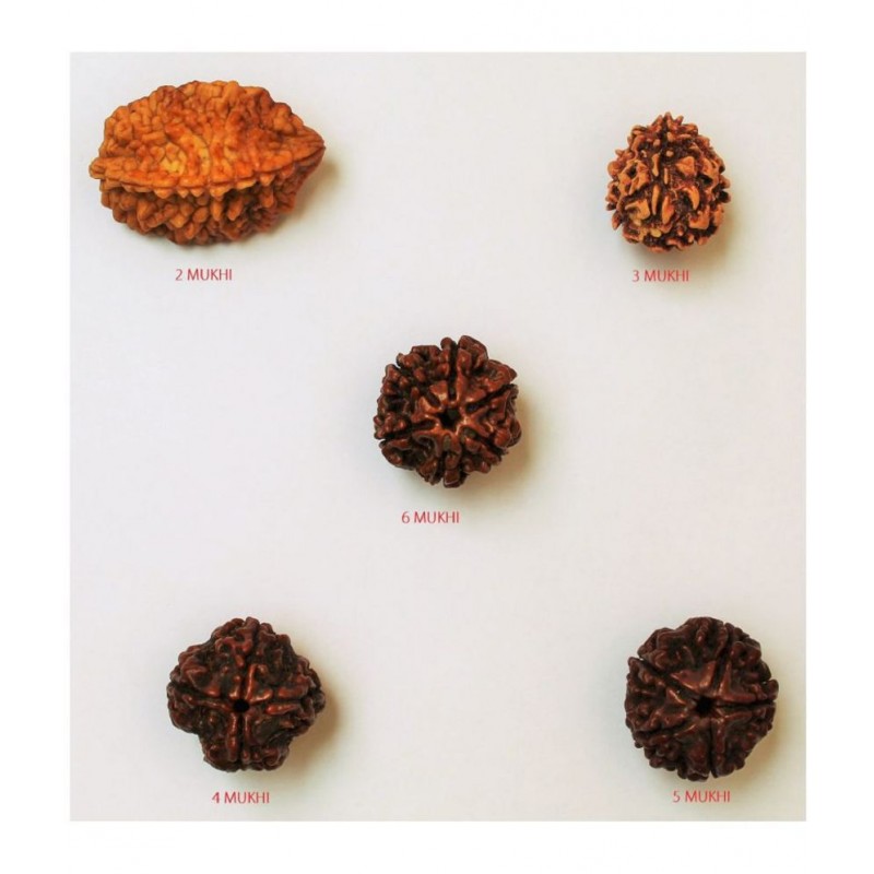 2 TO 6 MUKHI RUDRAKSHA BEADS 100% ORIGINAL RUDRAKSH PACKA OF 5