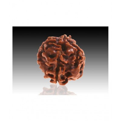 4 faced Rudraksha 100% original Lab certified 4 face mukhi Nepali beads / Almighty Genuine Rudraksha by RUDRA DIVINE / guaranty of Originality
