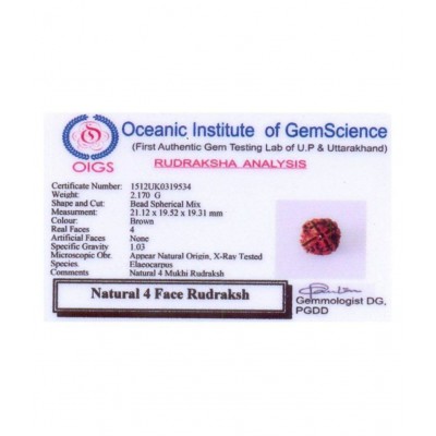 4 faced Rudraksha 100% original Lab certified 4 face mukhi Nepali beads / Almighty Genuine Rudraksha by RUDRA DIVINE / guaranty of Originality