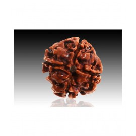 4 faced Rudraksha 100% original Lab certified 4 face mukhi Nepali beads / Almighty Genuine Rudraksha by RUDRA DIVINE / guaranty of Originality