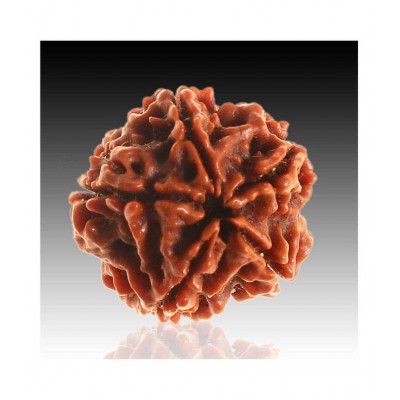 5 mukhi rudraksh 5 faced Rudraksha ( sinks in water ) 100% original Lab certified 5 face mukhi Nepali beads / Almighty Genuine Rudraksha by RUDRA DIVINE / guaranty of Originality