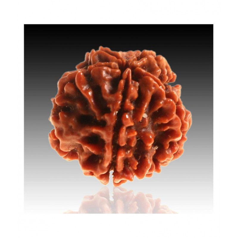 5 mukhi rudraksh 5 faced Rudraksha ( sinks in water ) 100% original Lab certified 5 face mukhi Nepali beads / Almighty Genuine Rudraksha by RUDRA DIVINE / guaranty of Originality