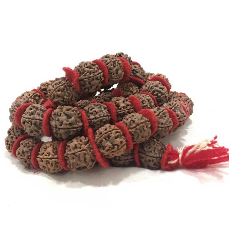 5 mukhi rudraksha mala (big size 54 beads)