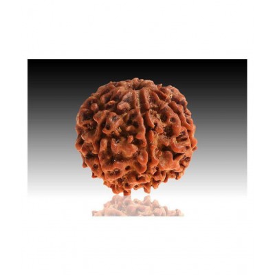 7 faced Rudraksha 100% original Lab certified 7 face mukhi Nepali beads / Divine Almighty Genuine Rudraksha by RUDRA