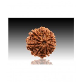 7 faced Rudraksha 100% original Lab certified 7 face mukhi Nepali beads / Divine Almighty Genuine Rudraksha by RUDRA DIVINE / guaranty of Originality