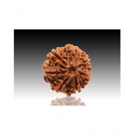 7 faced Rudraksha 100% original Lab certified 7 face mukhi Nepali beads / Divine Almighty Genuine Rudraksha by RUDRA