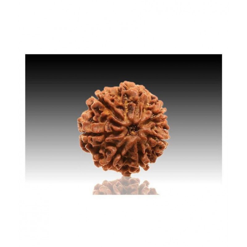 7 faced Rudraksha 100% original Lab certified 7 face mukhi Nepali beads / Divine Almighty Genuine Rudraksha by RUDRA
