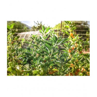 A D FOOD & HERBS Others 100 gm Pack of 1