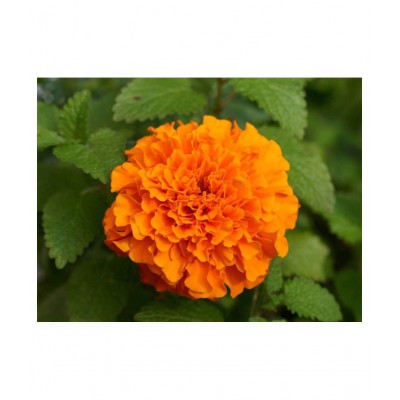 AMISHI 800 Gram, Marigold Powder Powder 800 gm Pack Of 1