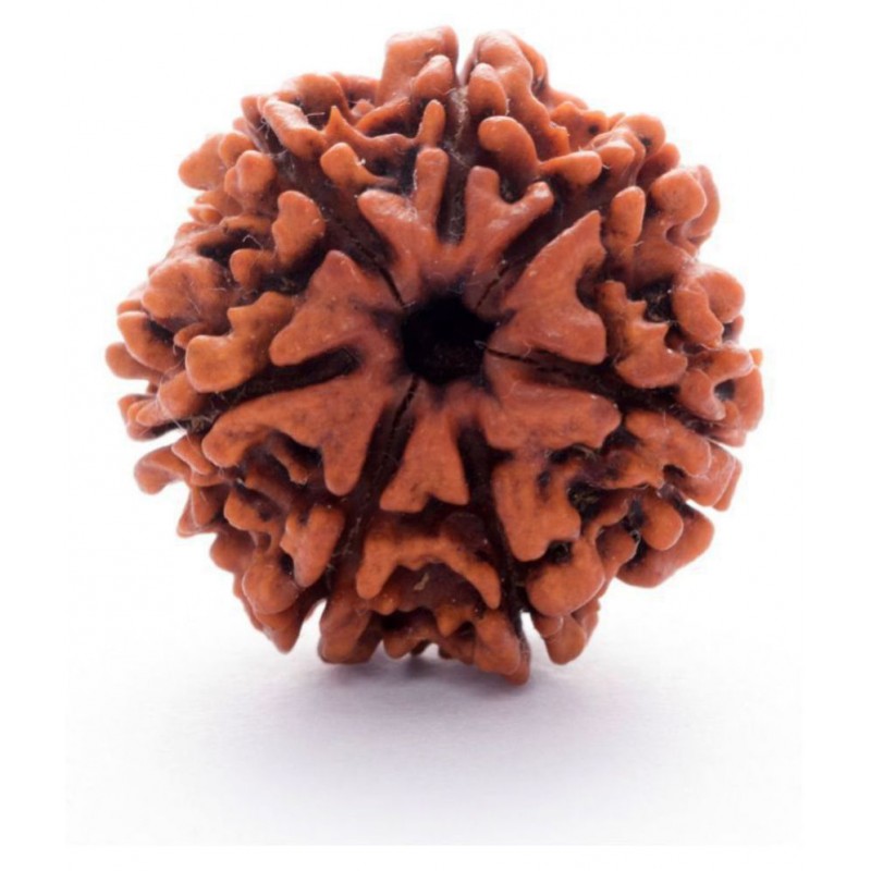 ARKAM Premium Seven Mukhi Rudraksha / Original Nepali 7 Mukhi Rudraksha / Natural 7 faced Rudraksha (Brown) with detailed Puja and wearing instructions