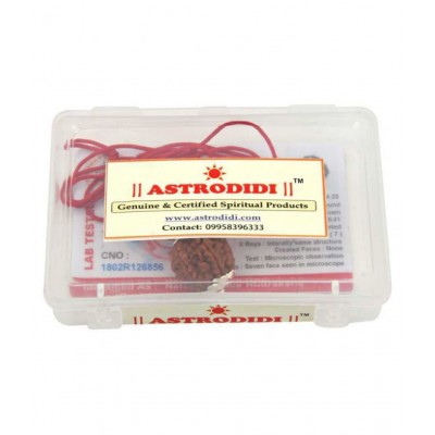 ASTRODIDI 7 Mukhi Rudraksha With Lab Report