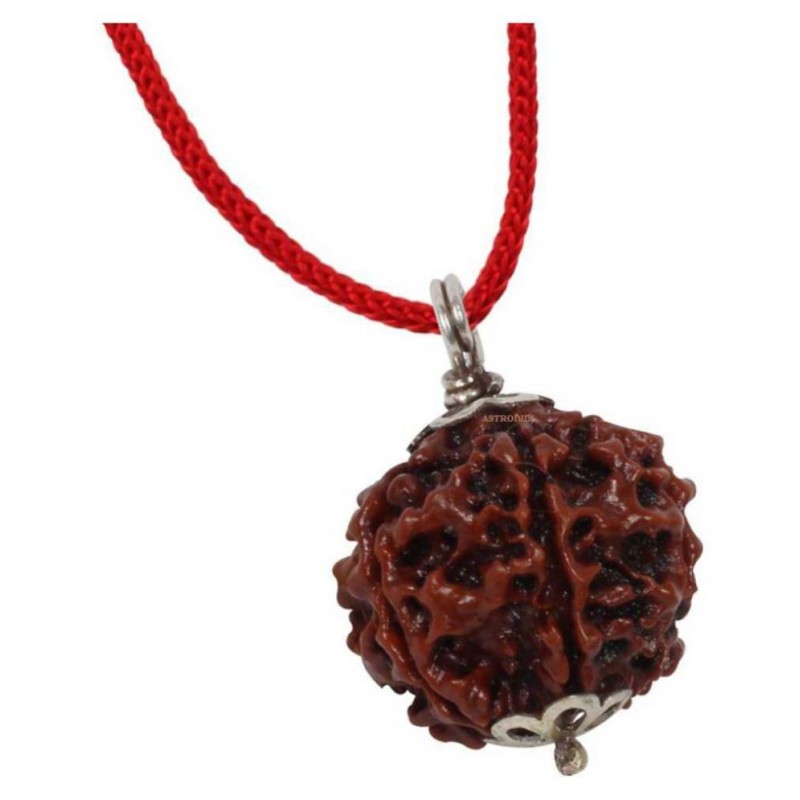 ASTRODIDI 7 Mukhi Rudraksha With Lab Report