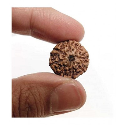 ASTRODIDI 8 Mukhi Rudraksha Eight Face Rudraksh (Small Size) Java Indonesian Bead