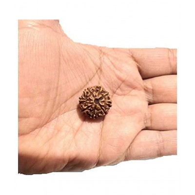 ASTRODIDI 8 Mukhi Rudraksha Eight Face Rudraksh (Small Size) Java Indonesian Bead