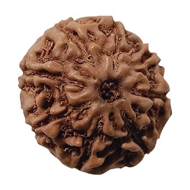 ASTRODIDI 8 Mukhi Rudraksha Eight Face Rudraksh (Small Size) Java Indonesian Bead