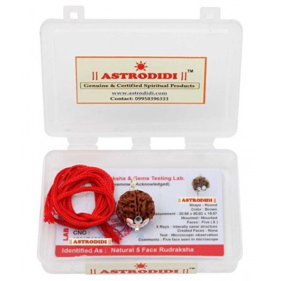 ASTRODIDI Five Face Rudraksha/ 5 Mukhi Rudraksha / 5 Face Rudraksha Pendant With Lab Certificate