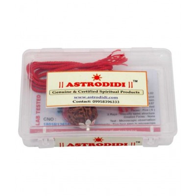 ASTRODIDI Five Face Rudraksha/ 5 Mukhi Rudraksha / 5 Face Rudraksha Pendant With Lab Certificate