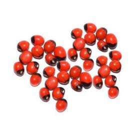 ASTRODIDI Red Gunja Seeds / Laal Chirmi Beej for Maa Lakshmi Pooja (31 Pieces) Seed (31 per packet) ASTRODIDI Red Gunja Seeds / Laal Chirmi Beej for Maa Lakshmi Pooja (31 Pieces) Seed (31 per packet)