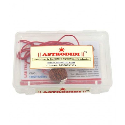 ASTRODIDI Seven Face Rudraksha / 7 Mukhi Rudraksha / 7 Face Rudraksha Pendant With Lab Certificate