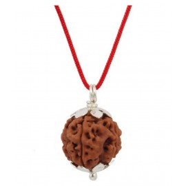 ASTRODIDI Seven Face Rudraksha / 7 Mukhi Rudraksha / 7 Face Rudraksha Pendant With Lab Certificate ASTRODIDI Seven Face Rudraksha / 7 Mukhi Rudraksha / 7 Face Rudraksha Pendant With Lab Certificate