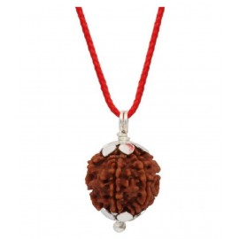 ASTRODIDI Seven Face Rudraksha/ 7 Mukhi Rudraksha / 7 Face Rudraksha Pendant With Lab Certificate ASTRODIDI Seven Face Rudraksha/ 7 Mukhi Rudraksha / 7 Face Rudraksha Pendant With Lab Certificate
