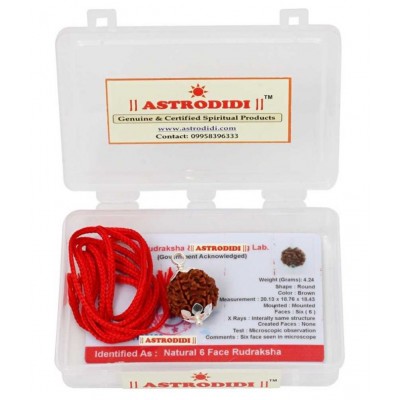 ASTRODIDI Six Face Rudraksha/ 6 Mukhi Rudraksha / 6 Face Rudraksha Pendant With Lab Certificate