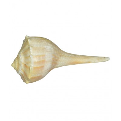 Agarwal Rudraksha White Dakshinavarti Shankh