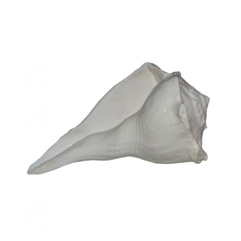 Agarwal Rudraksha White Dakshinavarti Shankh