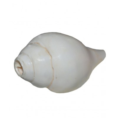 Agarwal Rudraksha White Vamavarti Shankh