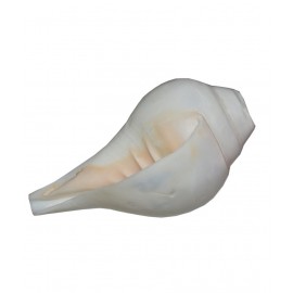 Agarwal Rudraksha White Vamavarti Shankh