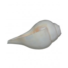 Agarwal Rudraksha White Vamavarti Shankh