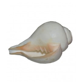 Agarwal Rudraksha White Vamavarti Shankh