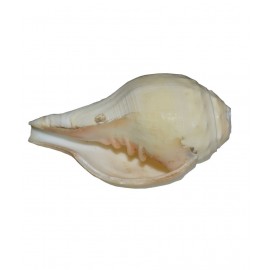 Agarwal Rudraksha White Vamavarti Shankh