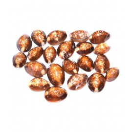 Aksaya Marketing Brown Marble Kodi Shell Pack Of 21