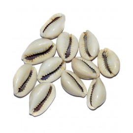 Aksaya Marketing Marble White Kodi Shell - Pack of 11