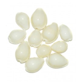 Aksaya Marketing Marble White Kodi Shell - Pack of 11