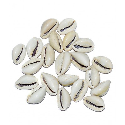 Aksaya Marketing Marble White Kodi Shell - Pack of 21