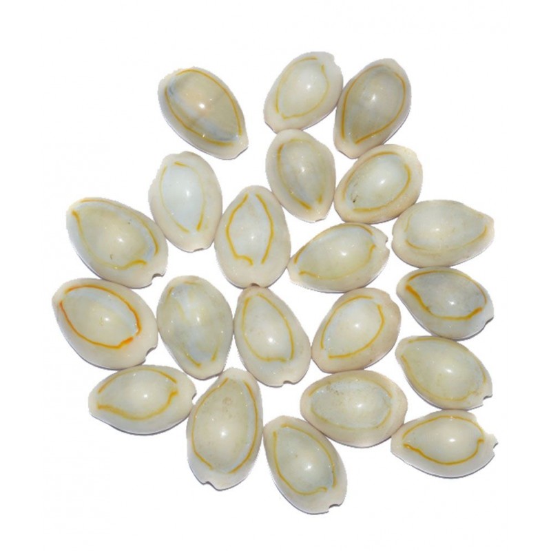 Aksaya Marketing Marble White Kodi Shell - Pack of 21