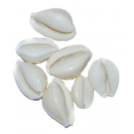 Aksaya Marketing Marble White Kodi Shell - Pack of 7
