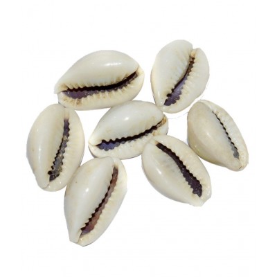 Aksaya Marketing Marble WhiteKodi Shell - Pack of 7