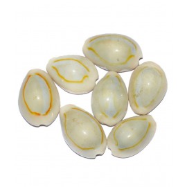 Aksaya Marketing Marble WhiteKodi Shell - Pack of 7