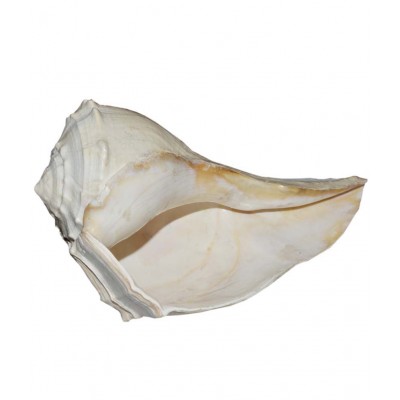 Aksaya Marketing White Dakshinvarti Shankh