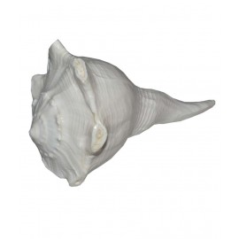 Aksaya Marketing White Dakshinvarti Shankh