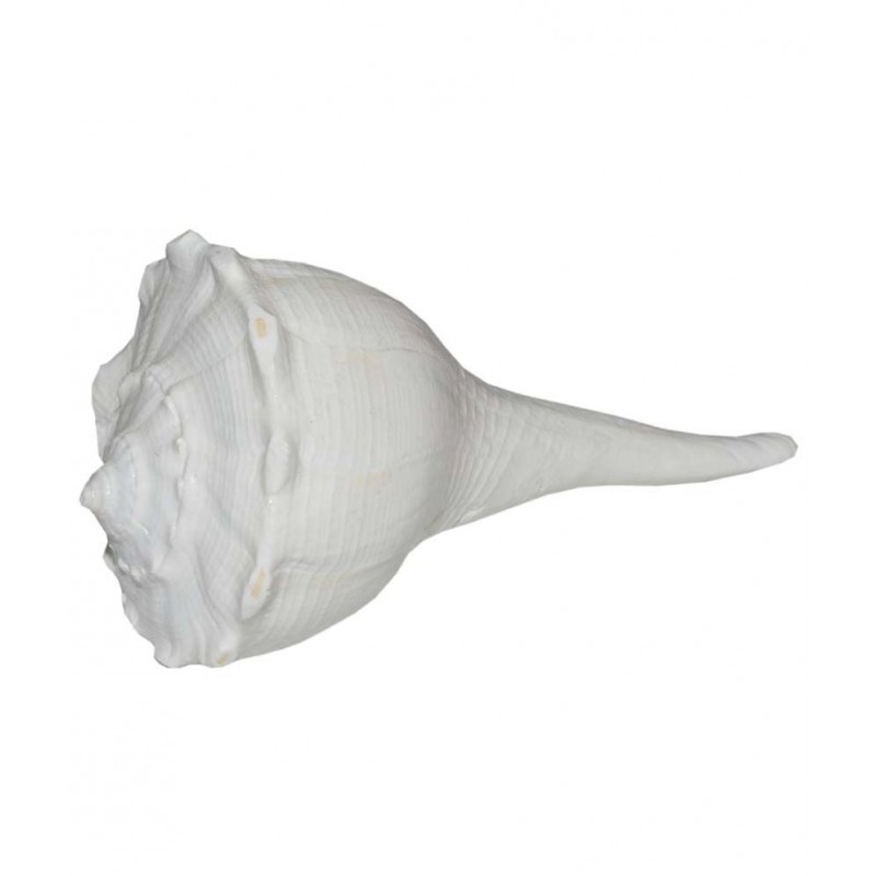 Aksaya Marketing White Dakshinvarti Shankh