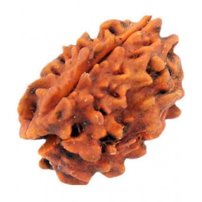 Amriteous - 3 Mukhi Rudraksha Bead ( Pack of 1 )