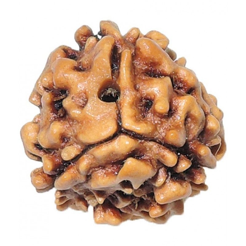 Amriteous - 3 Mukhi Rudraksha Bead ( Pack of 1 )