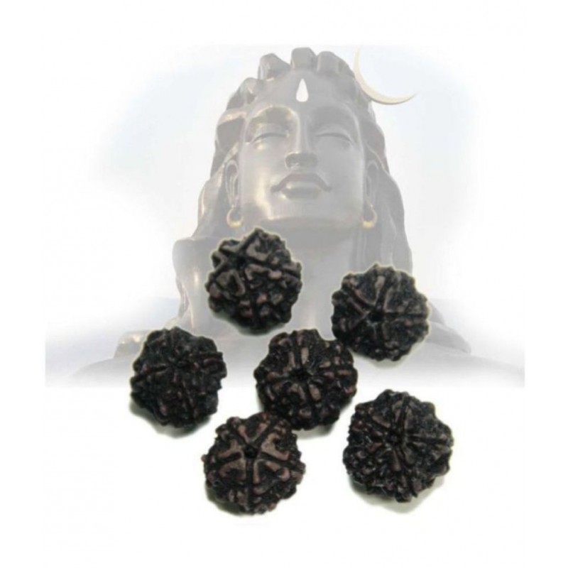 Amriteous Rudraksha Pack of 6