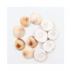 Arkam Gomti Chakra / Gomati Chakra / White Gomti Chakra / Original Premium Quality for Puja 12-15 mm - Set of 11 Pcs