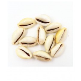 Arkam Yellow Kauri / Peeli Kodi / Yellow Kaudi / Pili Kauri / Premium Quality for Puja - Set of 11 Pcs